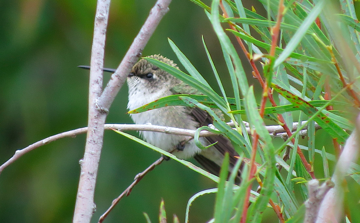 Black-chinned Hummingbird - Ted Floyd