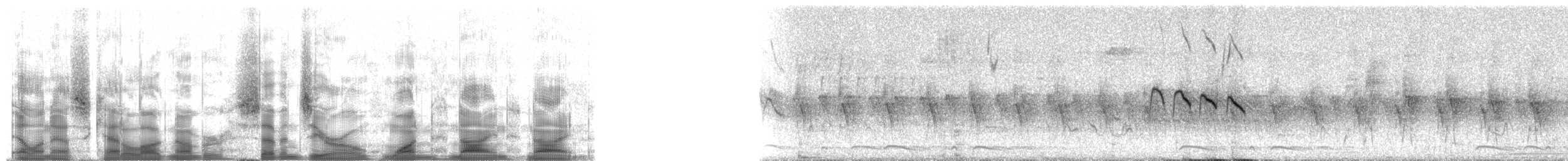 カオジロブユムシクイ（plumbiceps／anteocularis） - ML70199