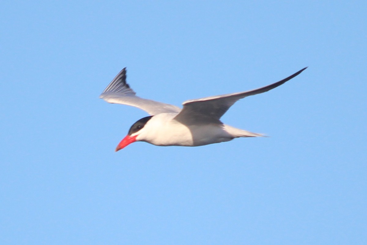 Caspian Tern - Jason Taylor