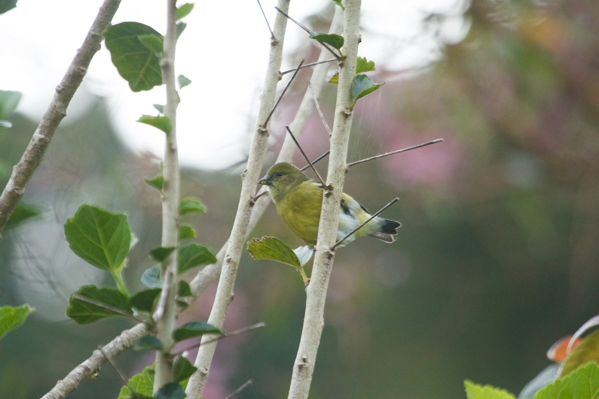 Yellow-bellied Siskin - Will Sweet