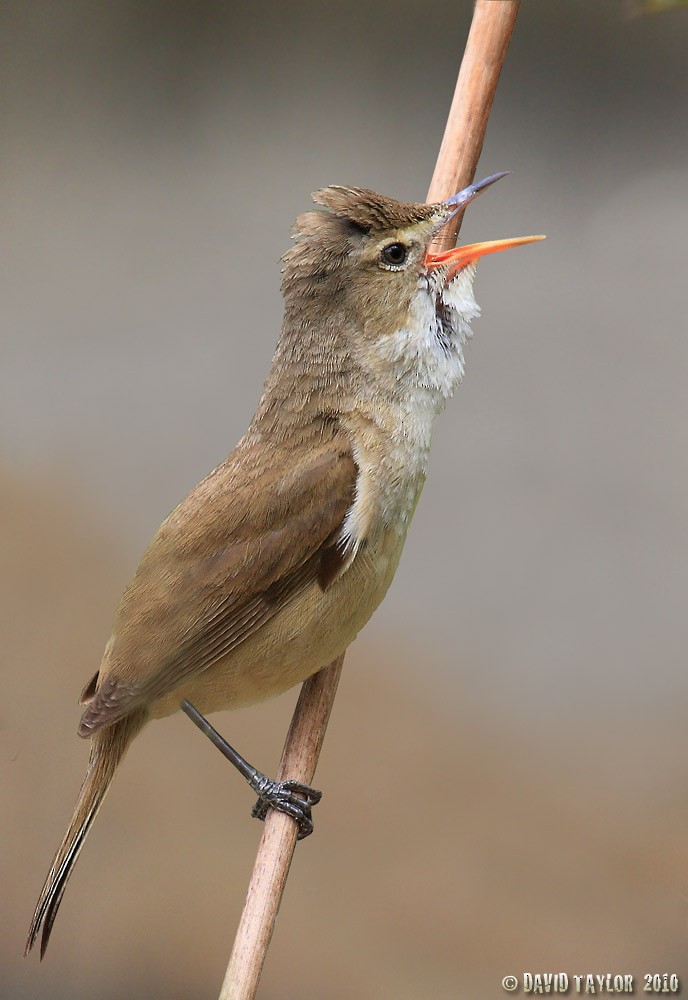 Australian Reed Warbler - David taylor