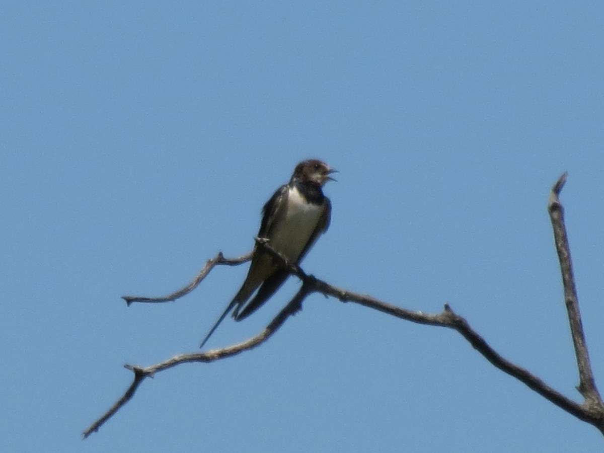 Barn Swallow (White-bellied) - ML70202601