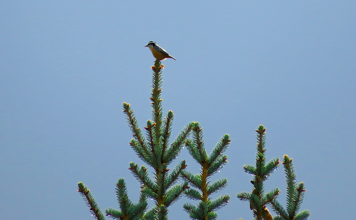 Red-breasted Nuthatch - Ted Floyd