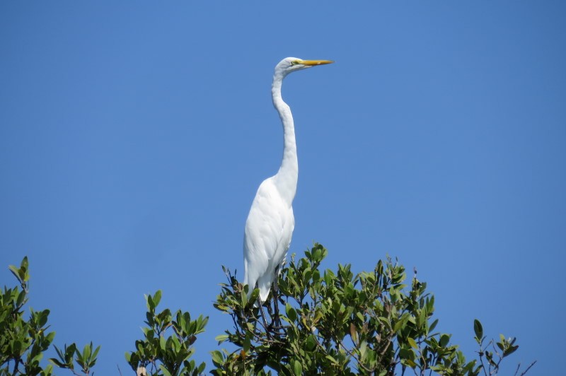 Great Egret - Kathy Duncan