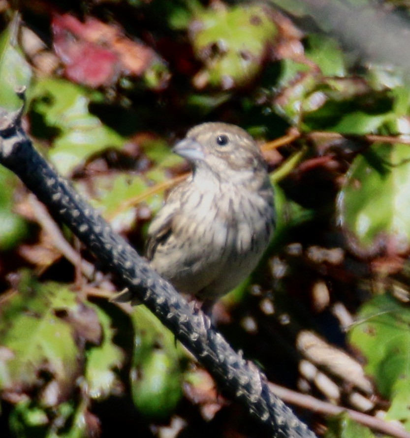 Lark Bunting - ML70204101