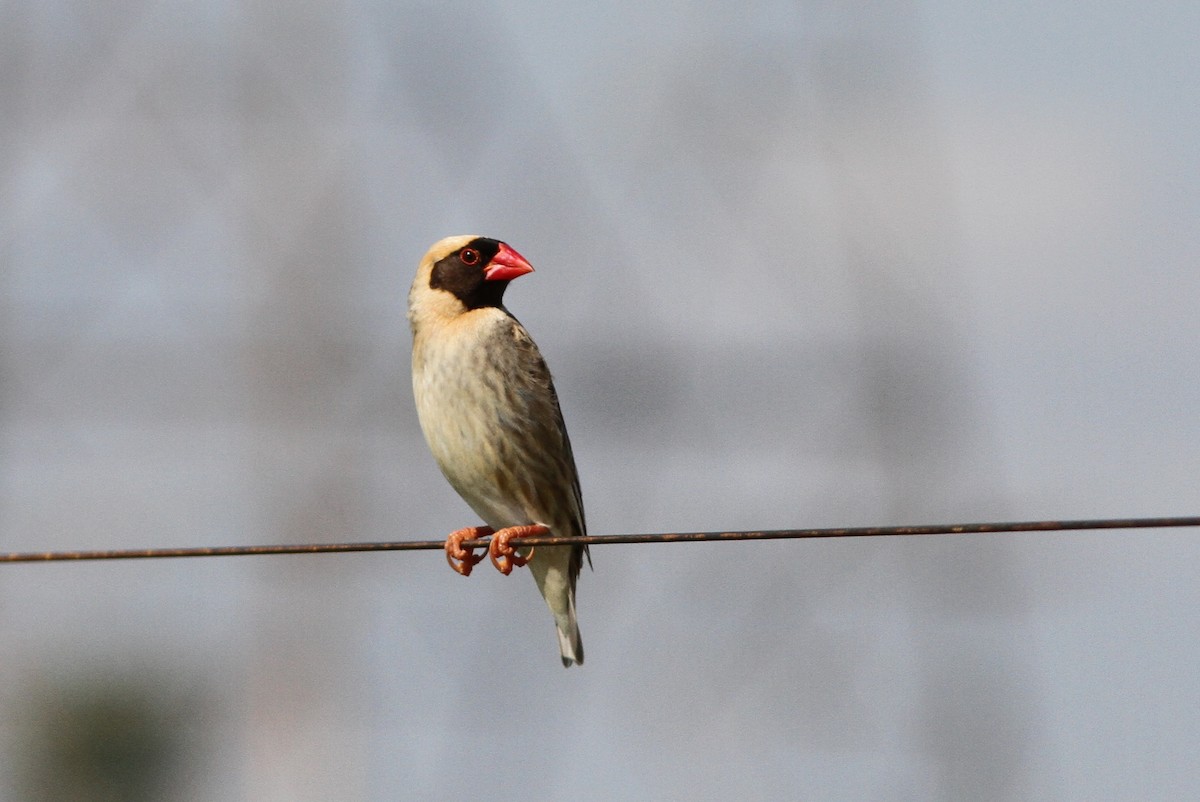 Red-billed Quelea - ML70205811