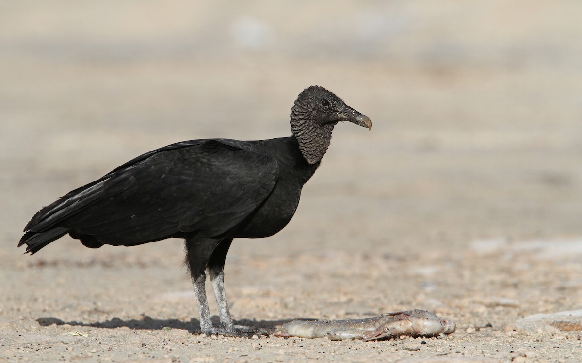 Black Vulture - Christoph Moning