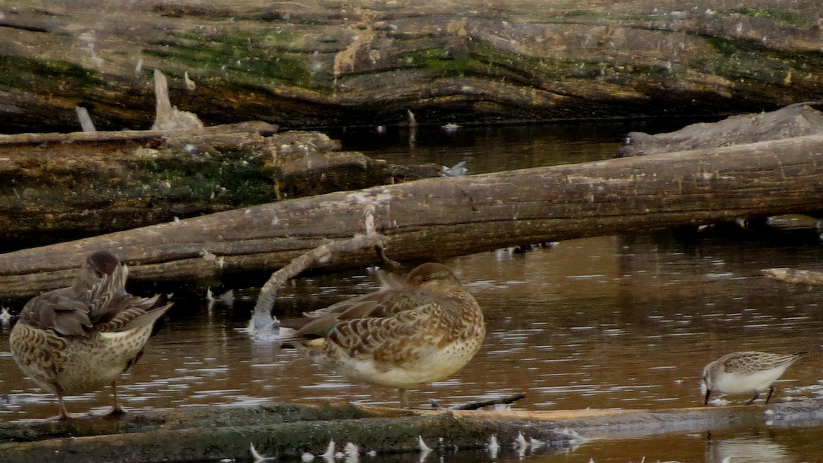 Semipalmated Sandpiper - ML70207141