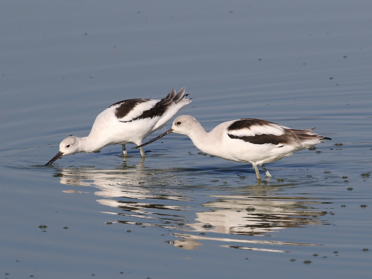 American Avocet - Steve Calver