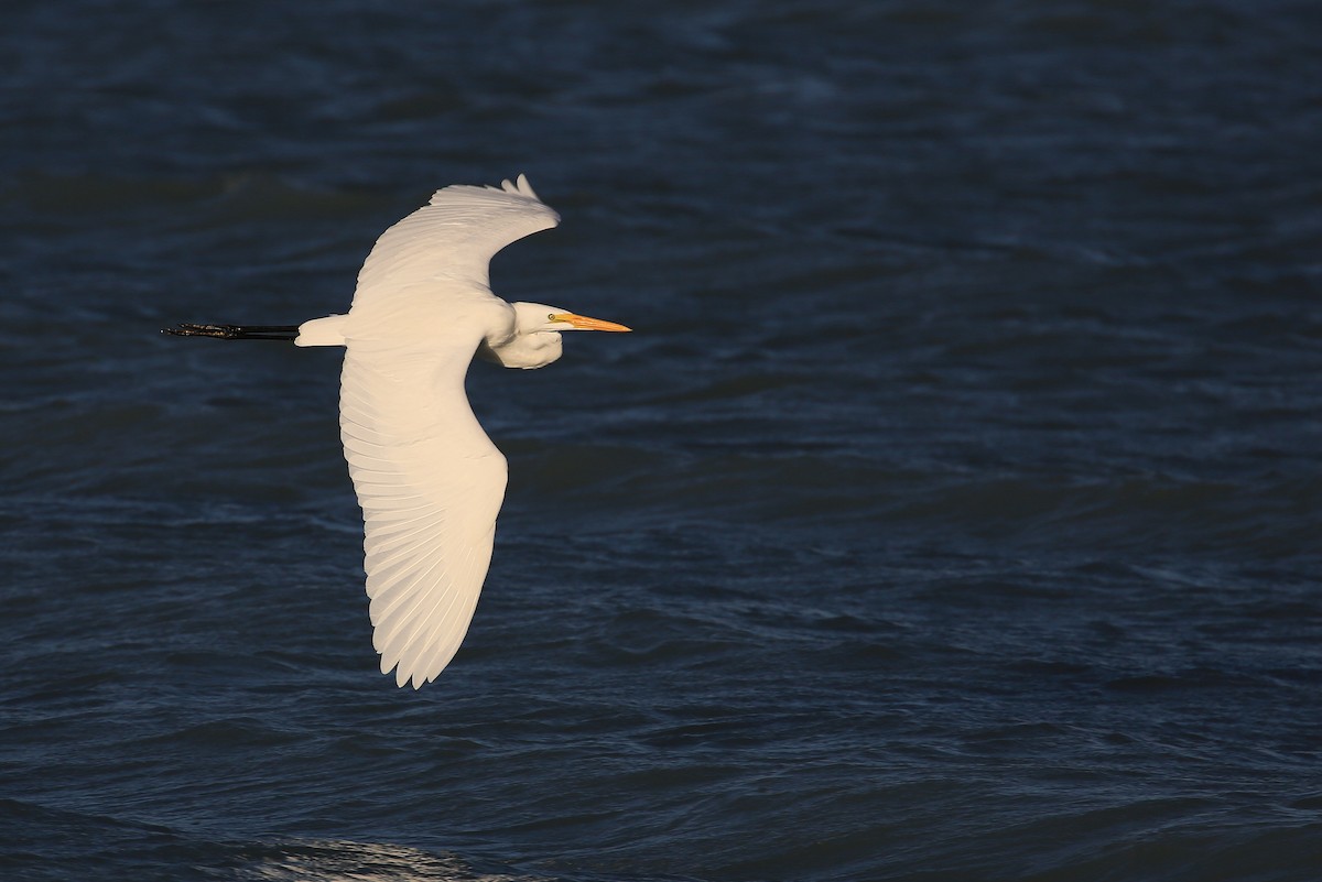 Great Egret - ML70209431