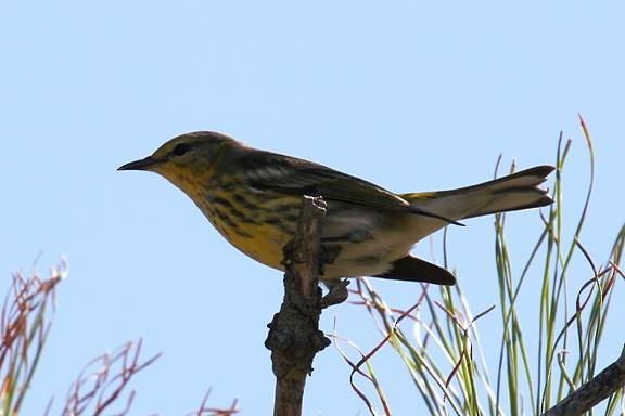 Cape May Warbler - jeffrey wright