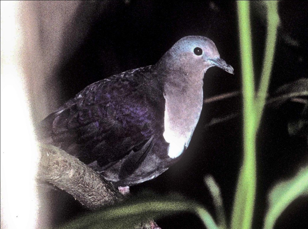 Shy Ground Dove - ML702120