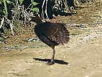 Woodford's Rail (Guadalcanal) - Guy Dutson