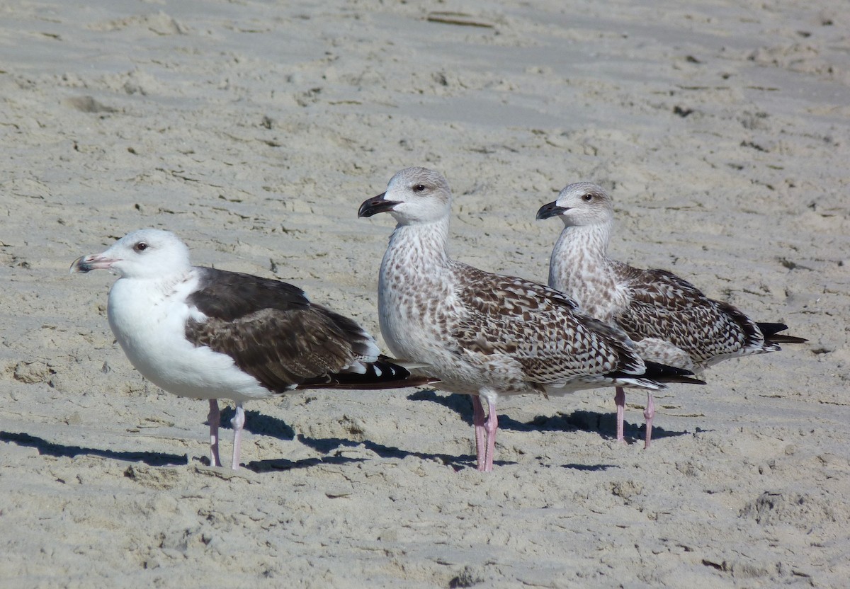 Great Black-backed Gull - Tony Kurz