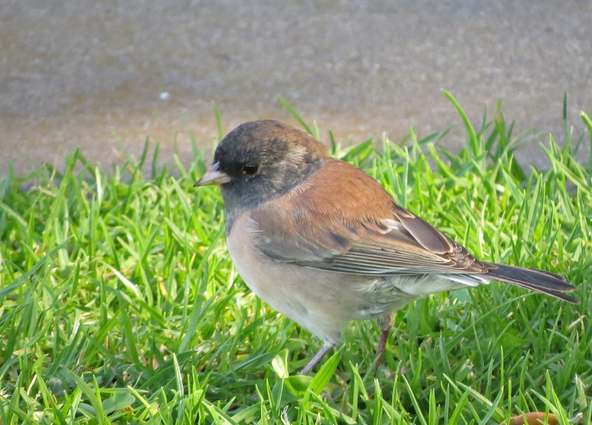 Junco Ojioscuro (grupo oreganus) - ML70213381