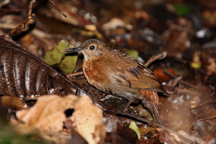 Rufous-breasted Leaftosser (Rufous-breasted) - Megan Perkins