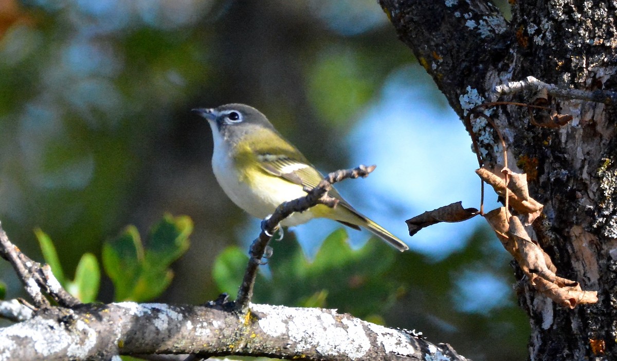 Blue-headed Vireo - ML70214911