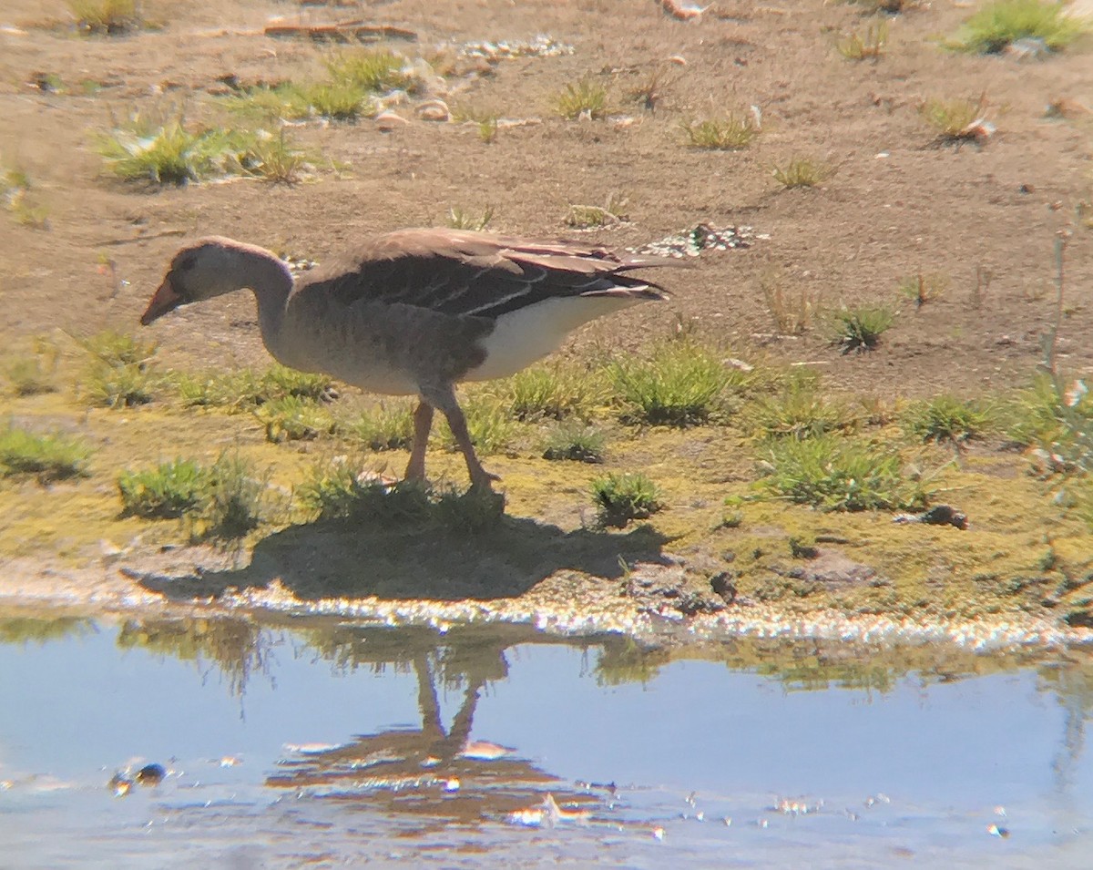 Greater White-fronted Goose - ML70215081