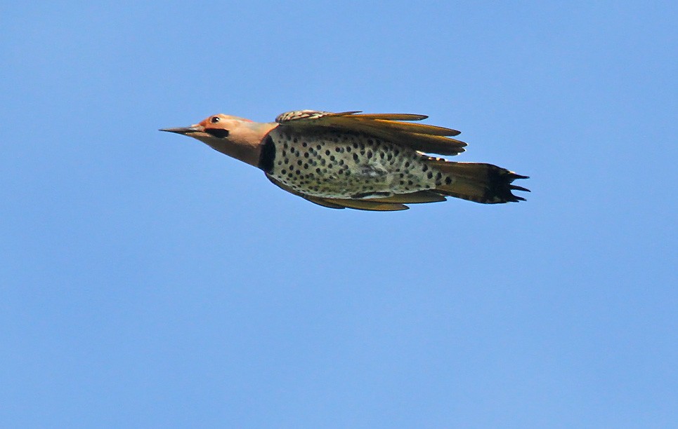 Northern Flicker - Ryan Brady