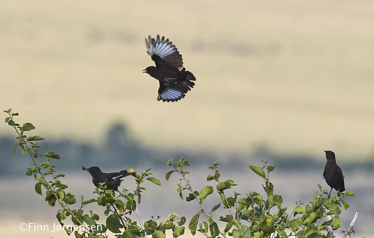 Northern Anteater-Chat - ML70215341