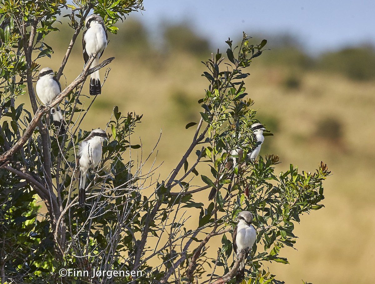 Gray-backed Fiscal - ML70215431