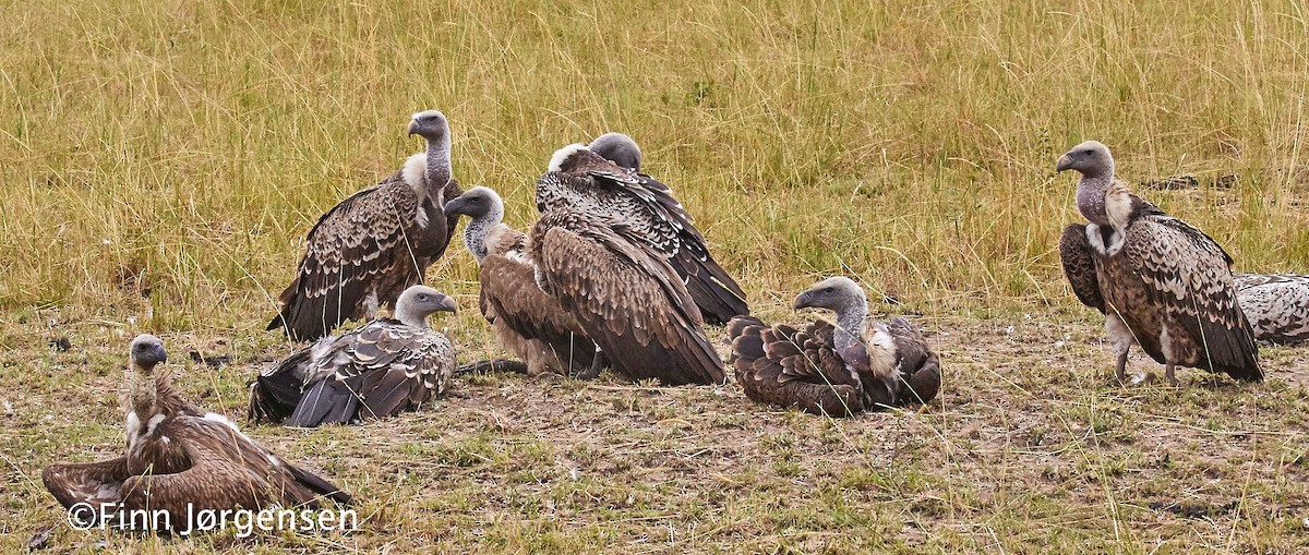 Rüppell's Griffon - ML70215511