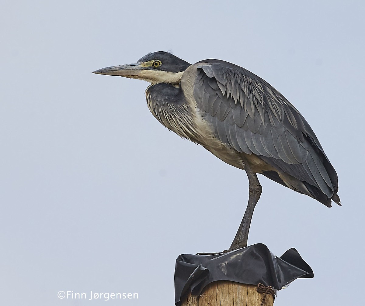 Black-headed Heron - Finn Jørgensen