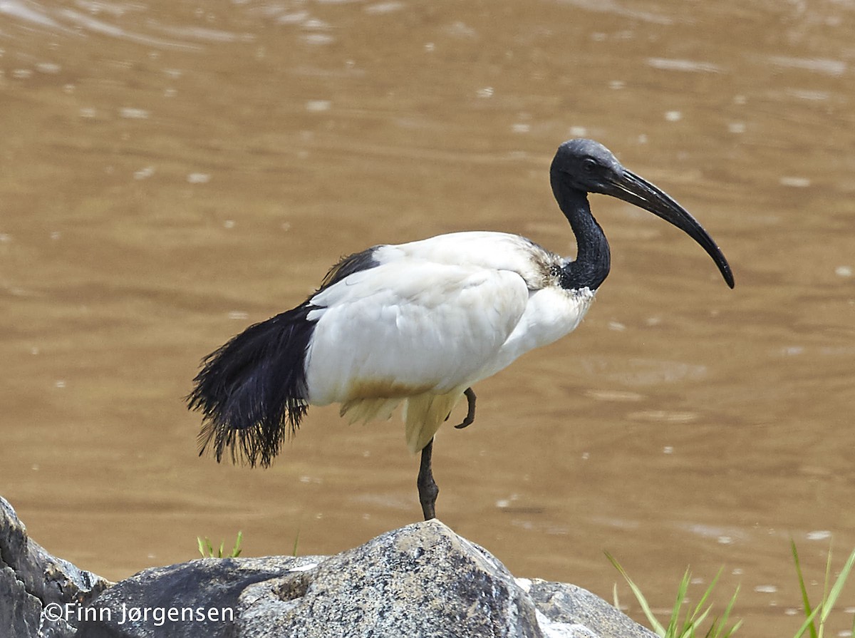 African Sacred Ibis - ML70215611