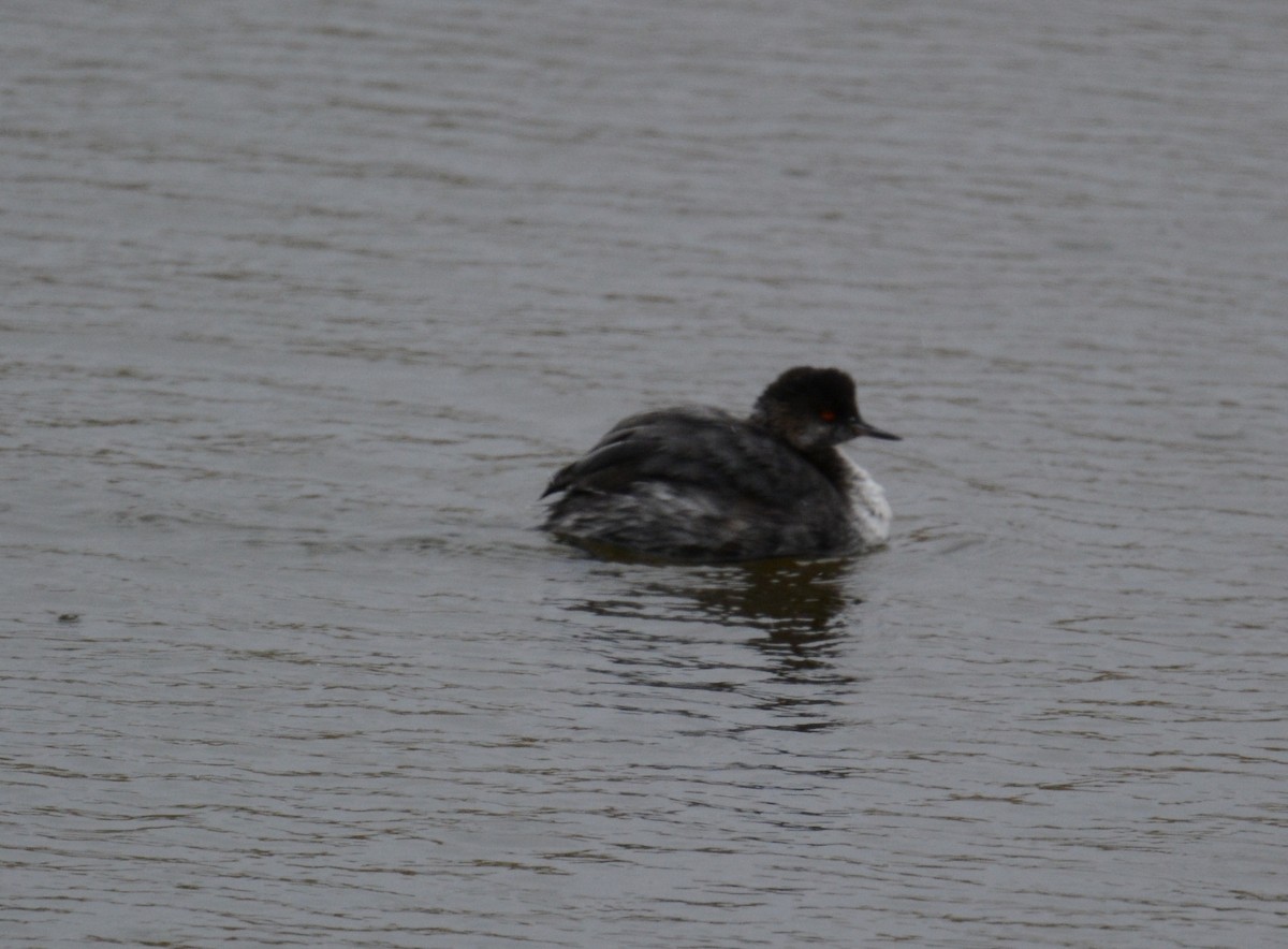 Eared Grebe - ML70216411