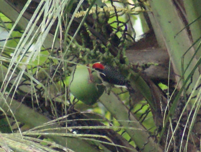 Black-cheeked Woodpecker - Nestor Herrera