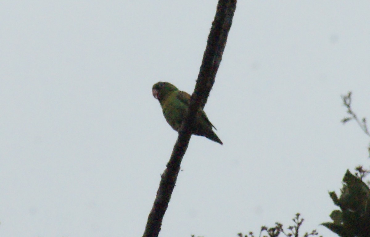 Orange-chinned Parakeet - Nestor Herrera