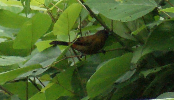 Variable Seedeater - Nestor Herrera