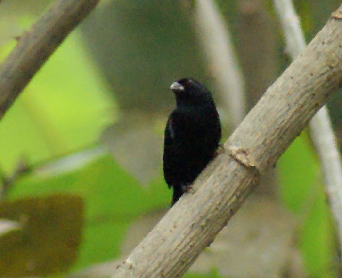 Variable Seedeater - Nestor Herrera