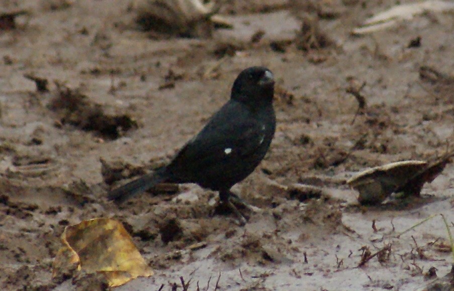 Variable Seedeater - Nestor Herrera