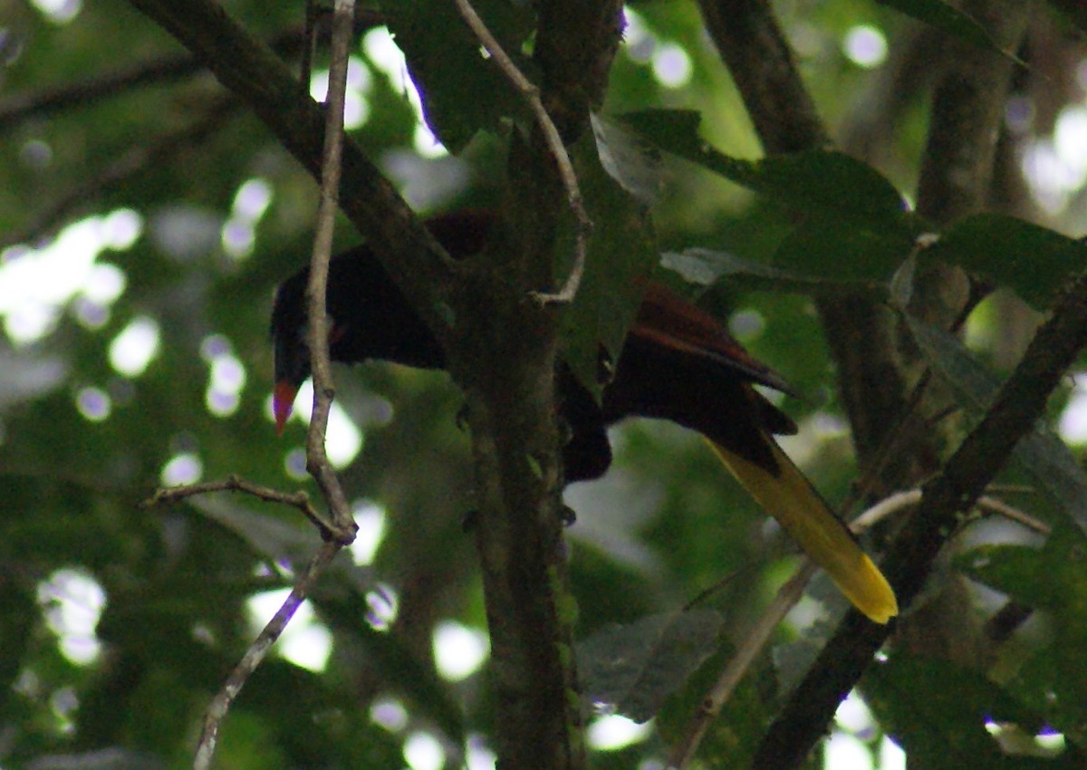 Montezuma Oropendola - Nestor Herrera