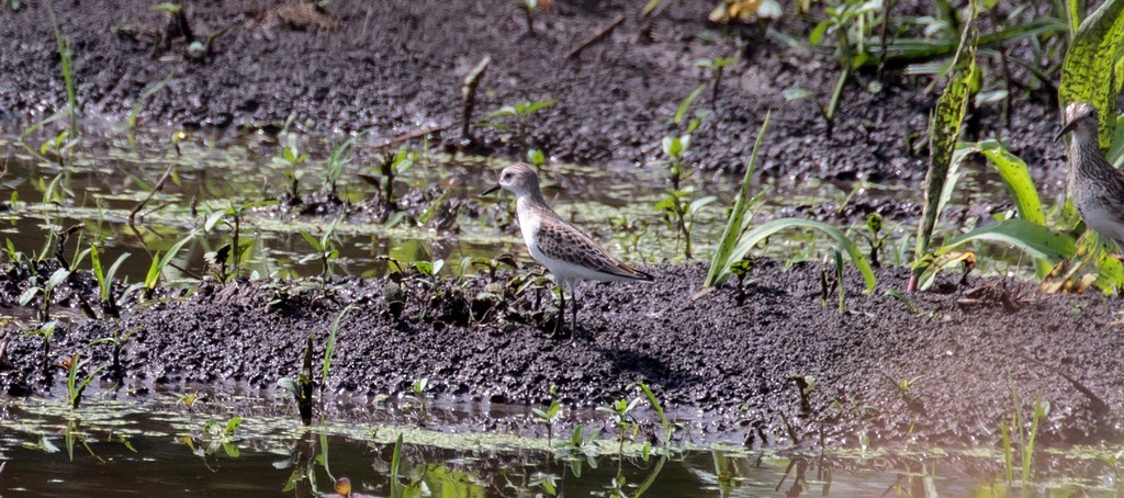 Semipalmated Sandpiper - Rolando Chávez