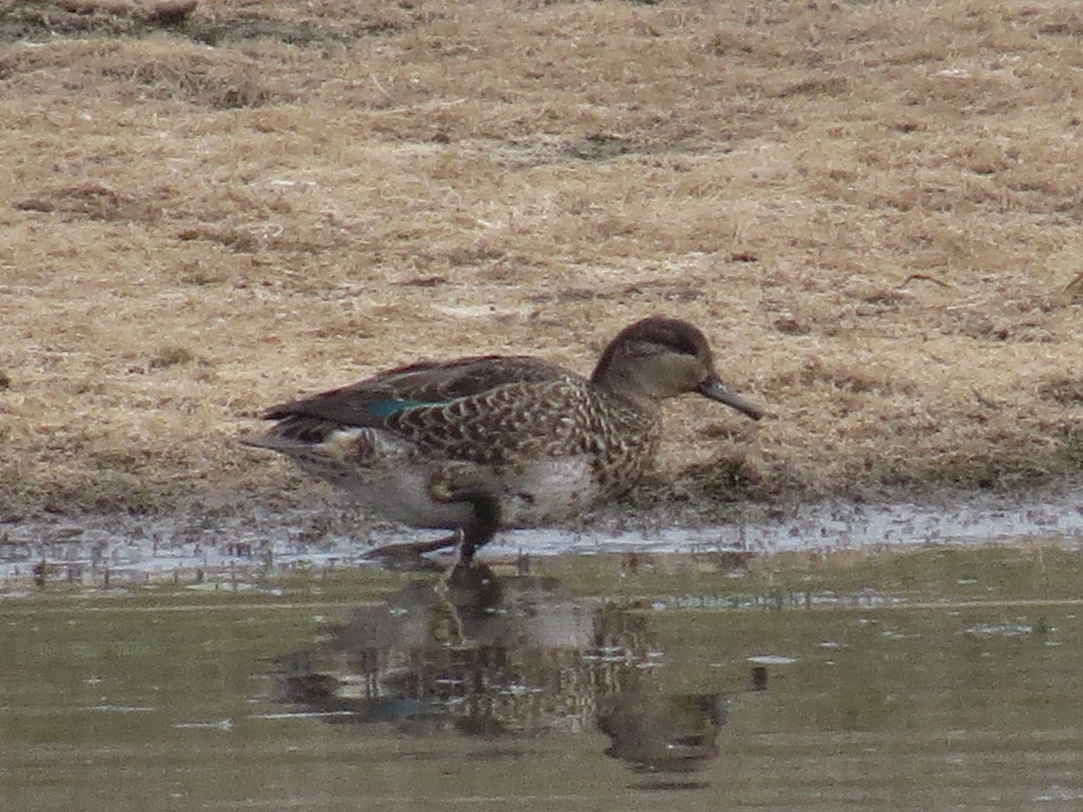 Green-winged Teal - ML70219721