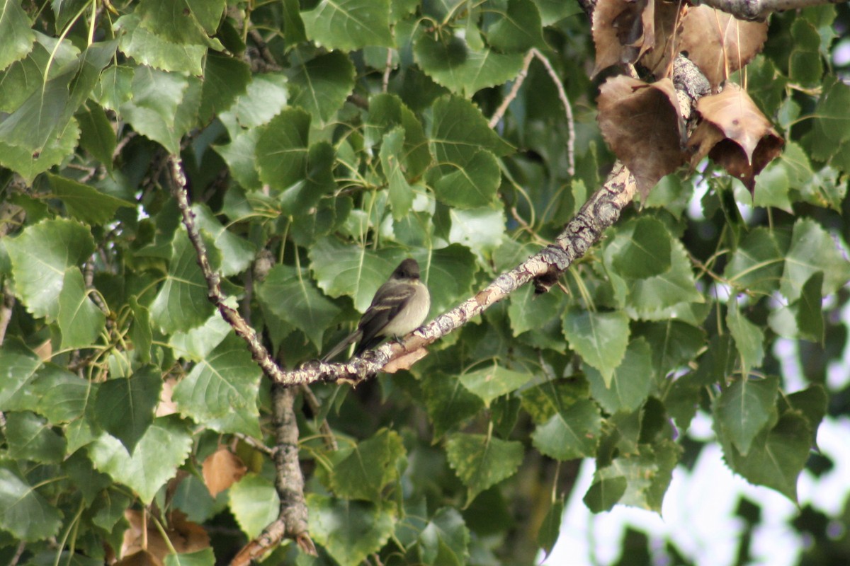 Western Wood-Pewee - ML70219771