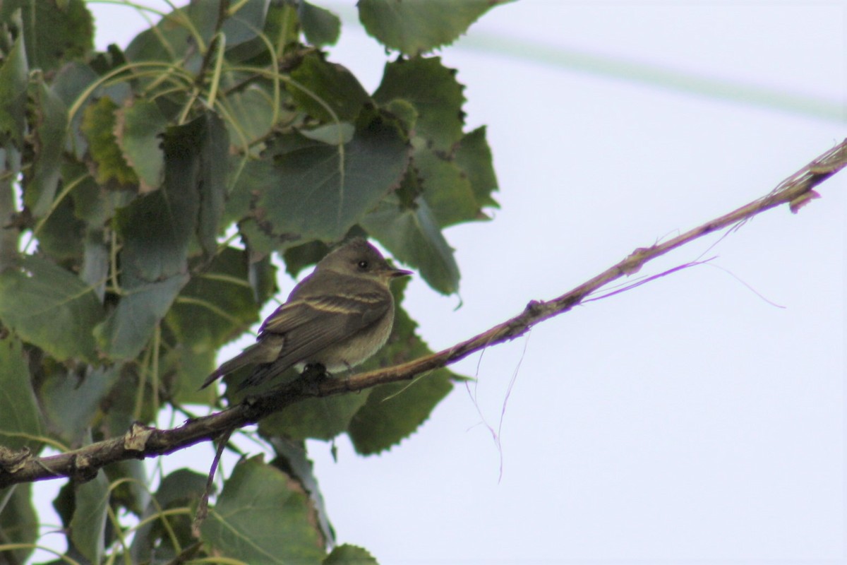 Western Wood-Pewee - ML70219791