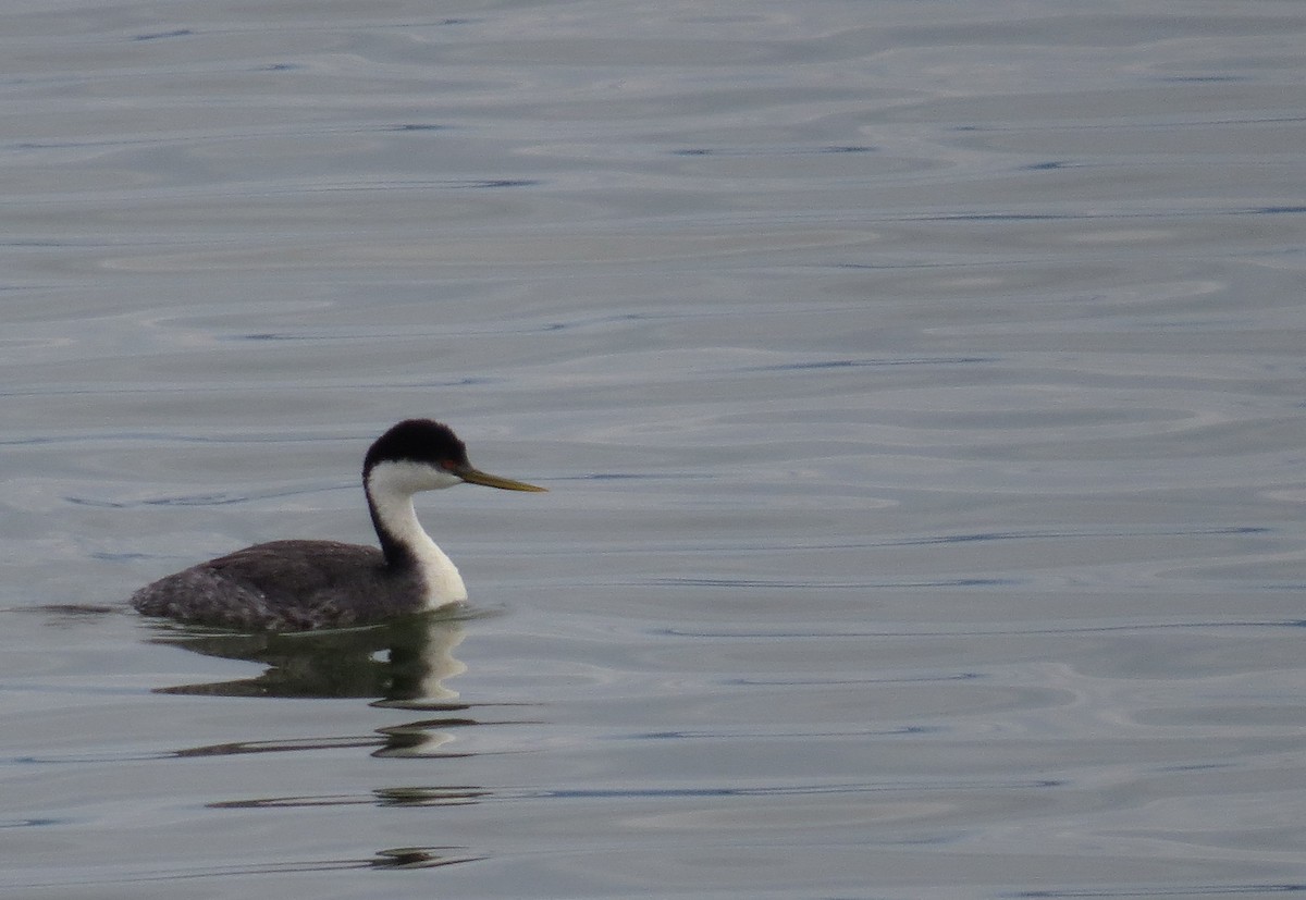 Western Grebe - ML70219861