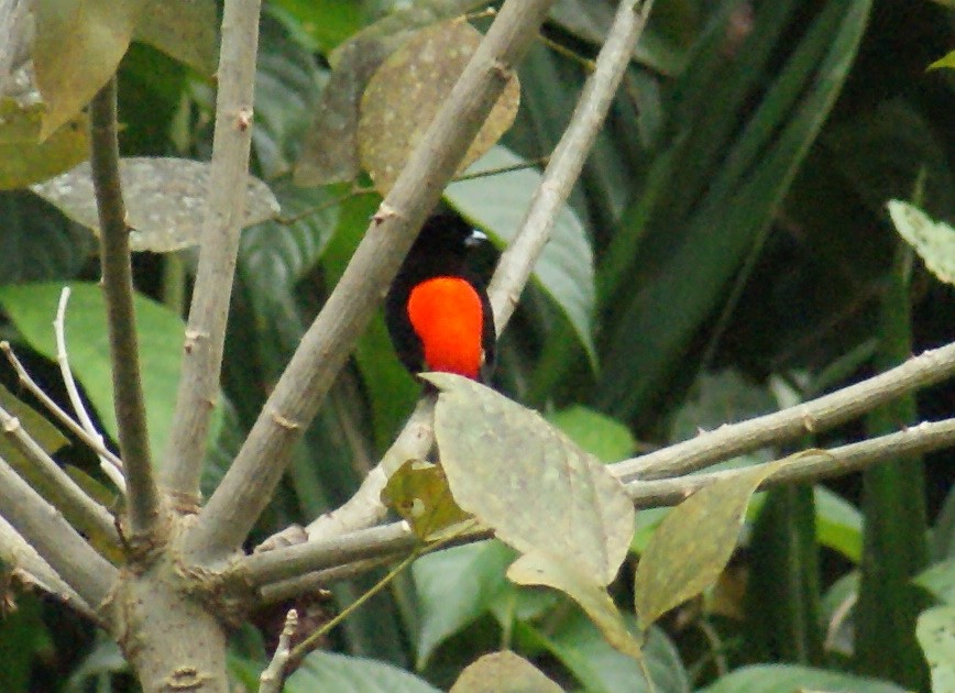 Scarlet-rumped Tanager (Passerini's) - Nestor Herrera