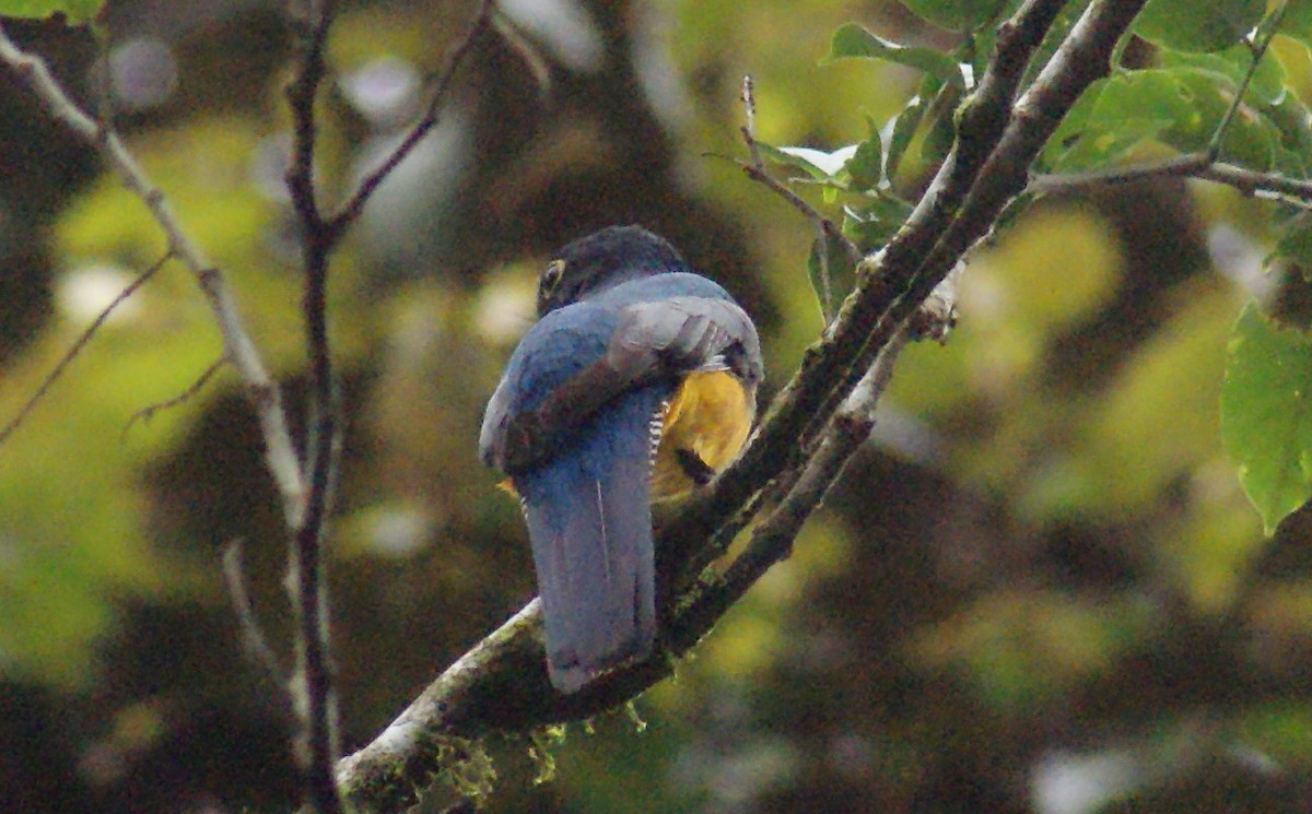 Gartered Trogon - Nestor Herrera