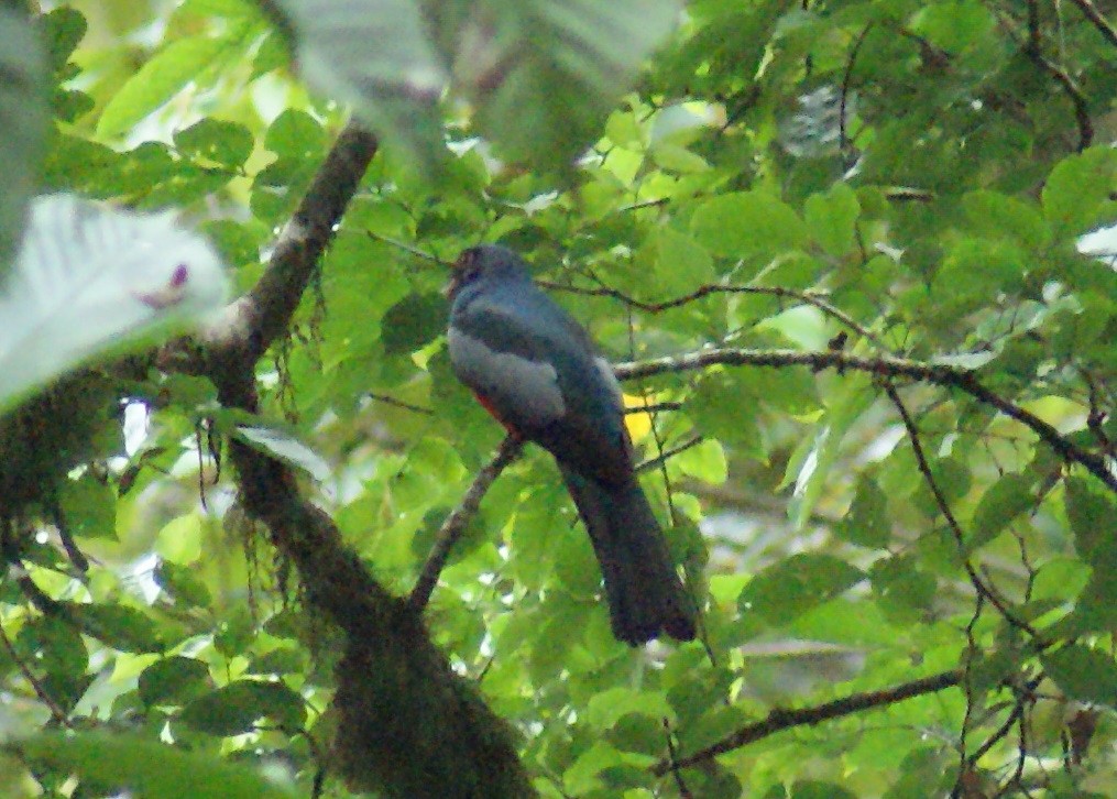 Gri Kuyruklu Trogon - ML70220301