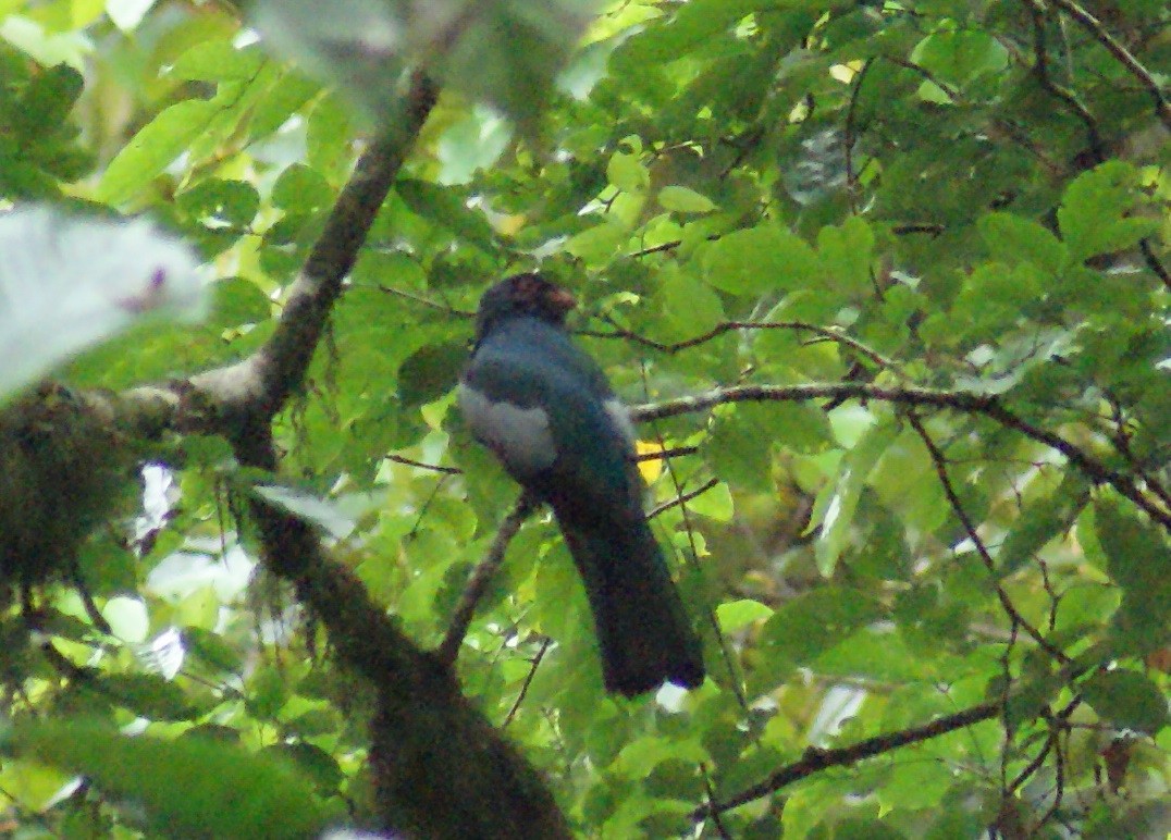 Slaty-tailed Trogon - Nestor Herrera