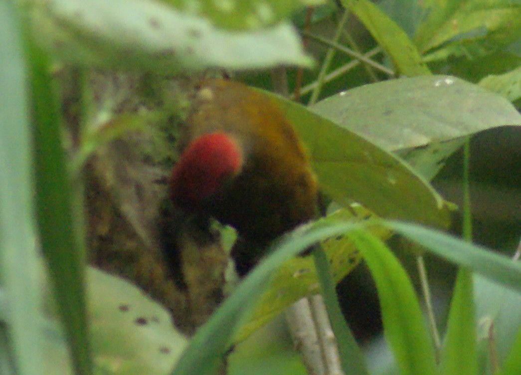 Rufous-winged Woodpecker - Nestor Herrera