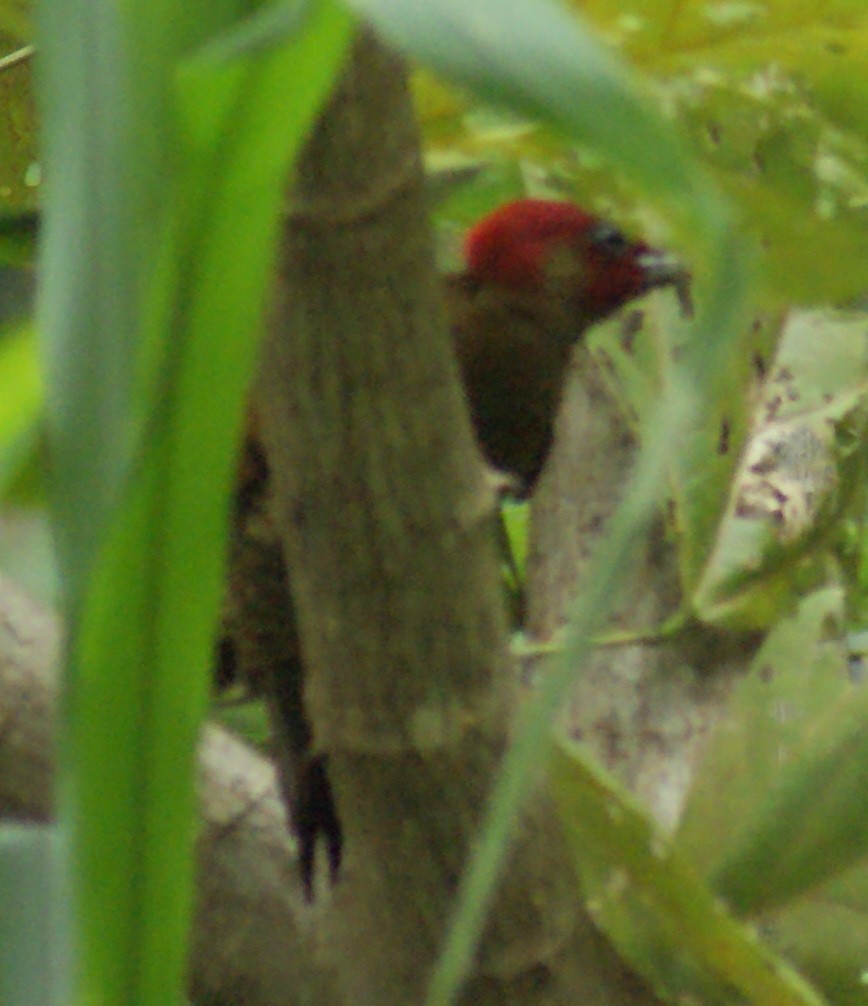 Rufous-winged Woodpecker - Nestor Herrera