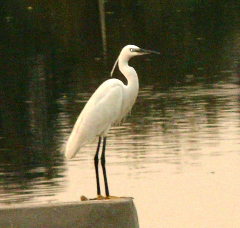 Little Egret (Western) - ML702206