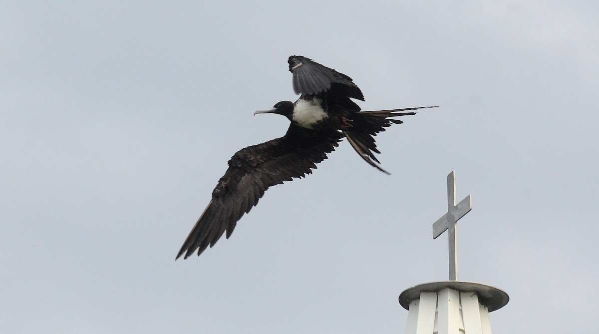 Magnificent Frigatebird - David M. Bell