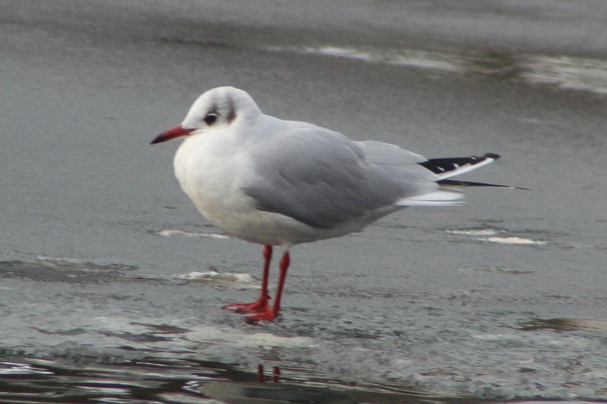 Black-headed Gull - ML70222281