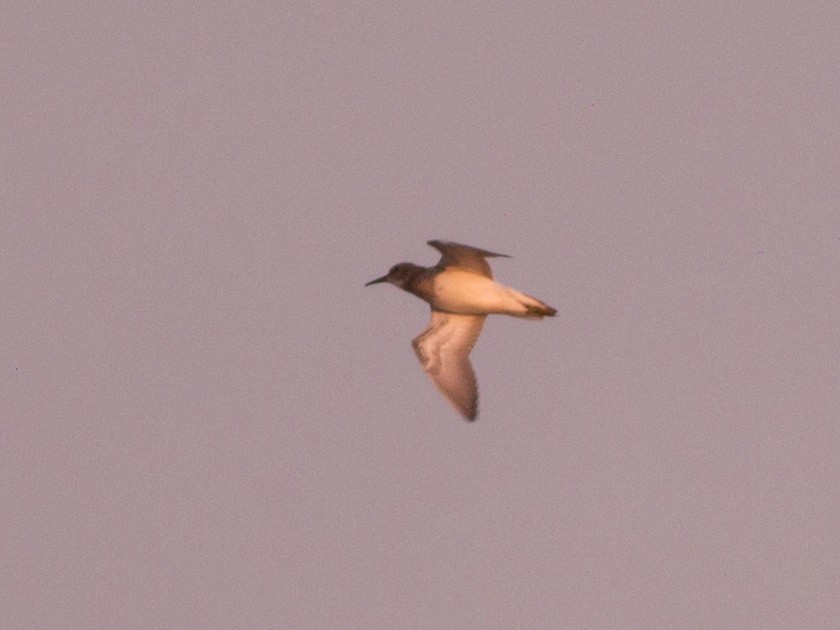 Pectoral Sandpiper - ML70223291